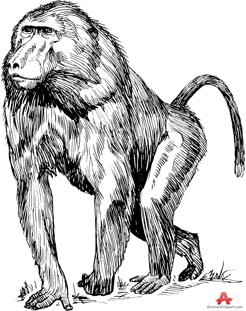 792x999 Baboon Drawing Clipart Free Clipart Design Download