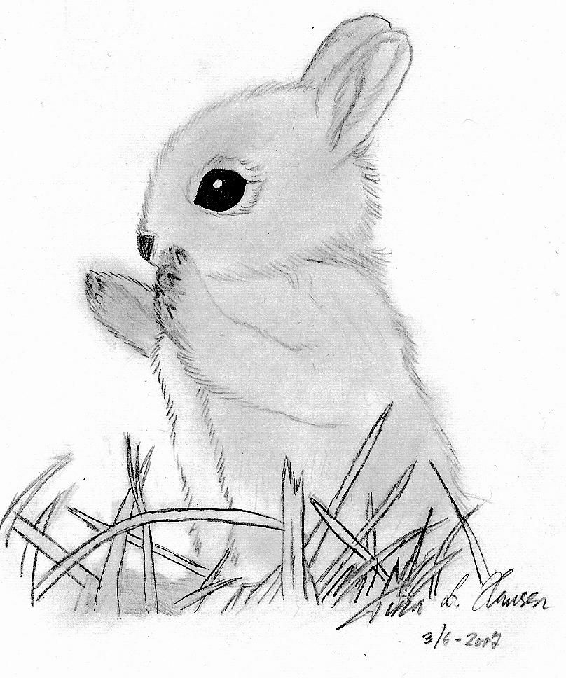 808x968 Baby Bunny By Superzebra