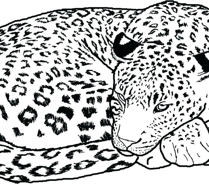 678x600 Here Are Cheetah Coloring Pages Images Cheetah Run Catch His Prey