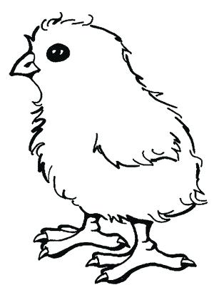 Baby Chicks Drawing at GetDrawings | Free download