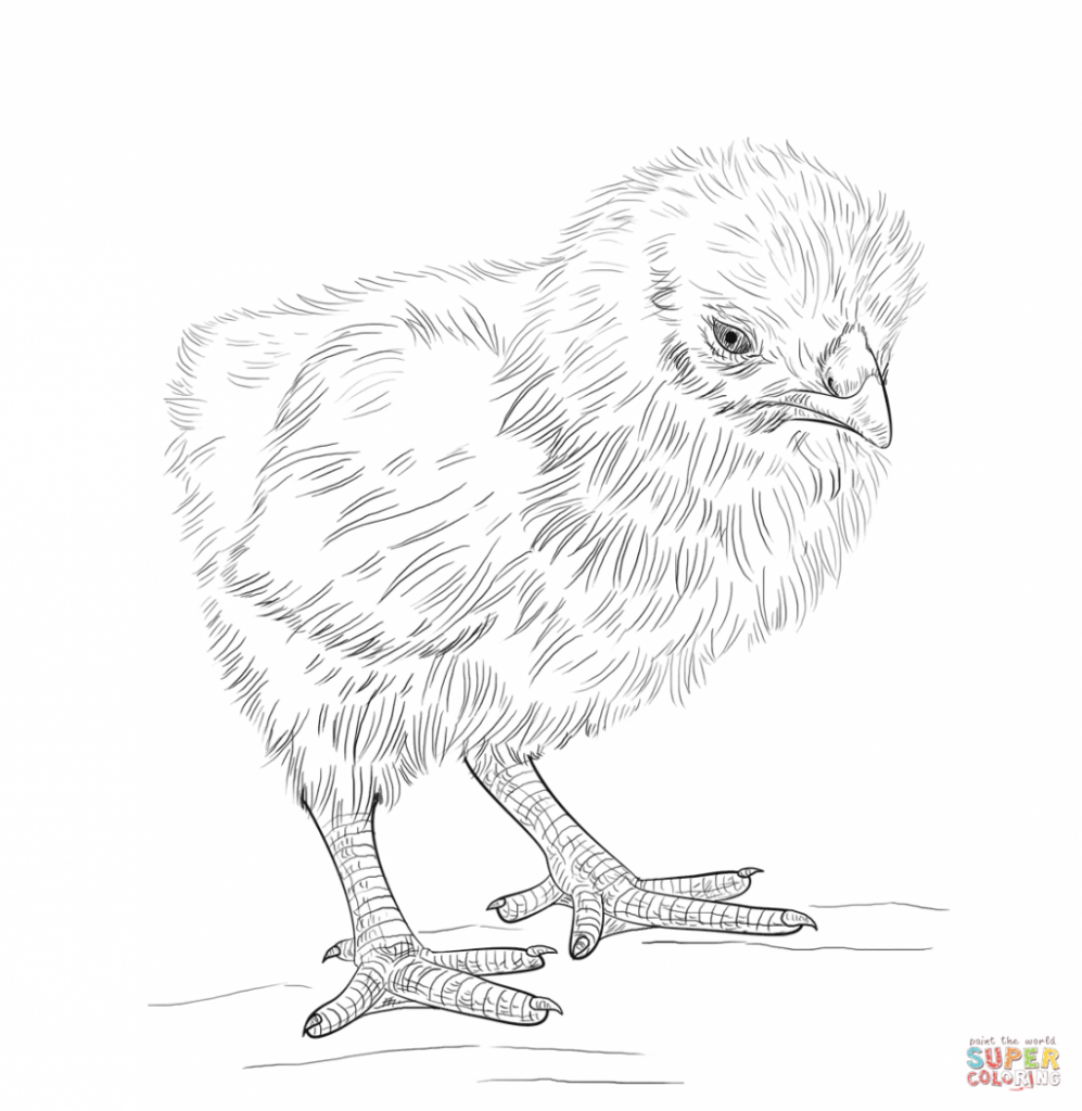997x1024 Impressive Baby Black And White Coloring Page With Printable Chick