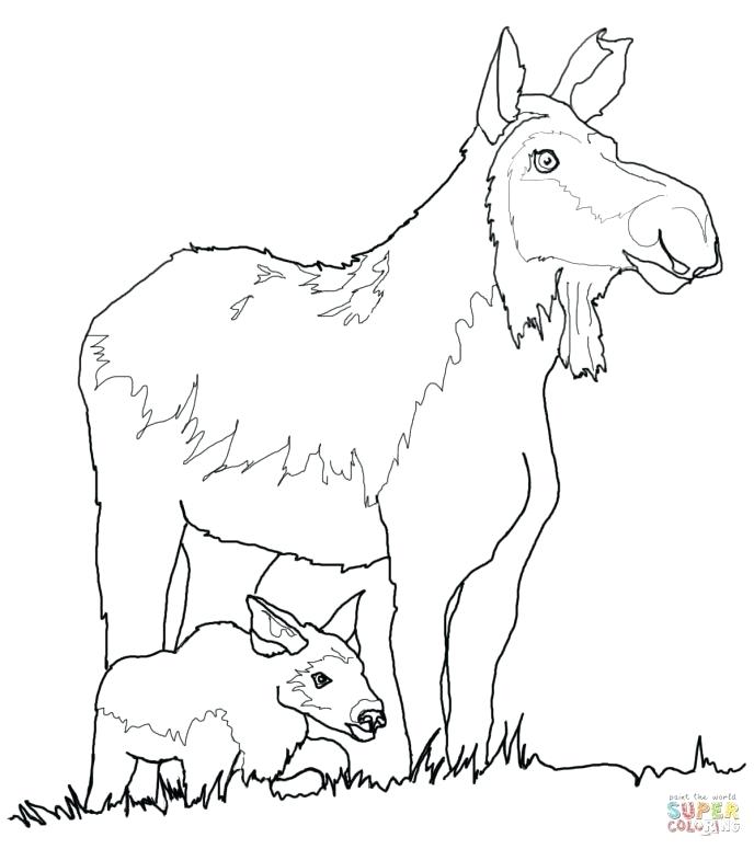 688x775 Best Of Moose Coloring Pages Pictures Moose Coloring Page Cow