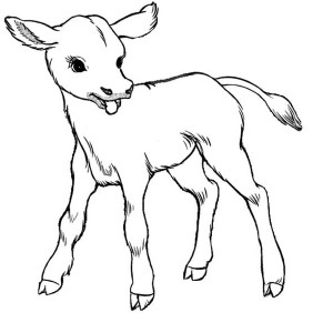 300x300 Cow, Just Born Baby Cow Coloring Page Just Born Baby Cow Coloring