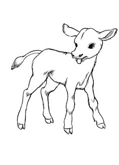 236x325 Free Printable Cow Coloring Pages For Kids Nativity Animals
