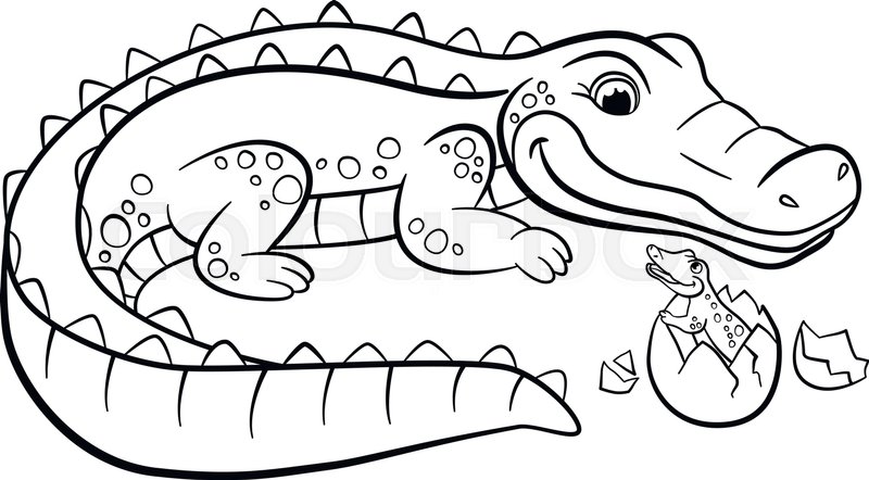 800x442 Coloring Pages. Animals. Mother Alligator Looks