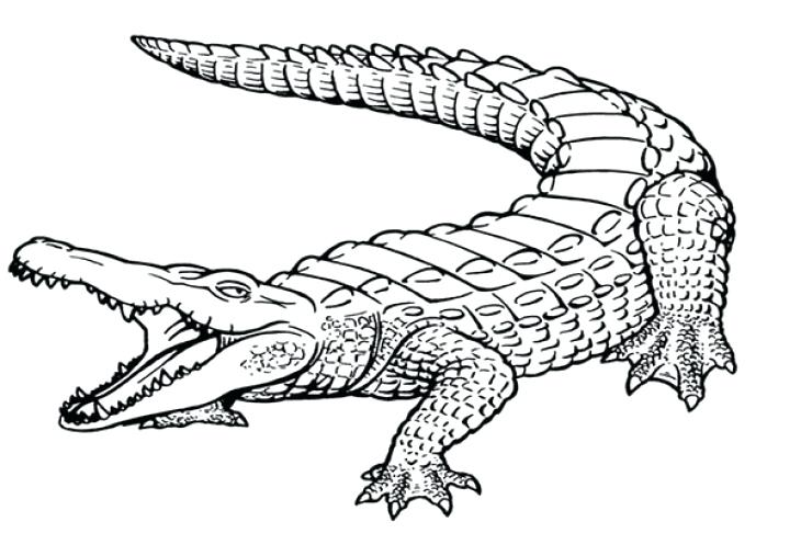 730x486 Crocodile Coloring Page Crocodile Download For Coloring Page