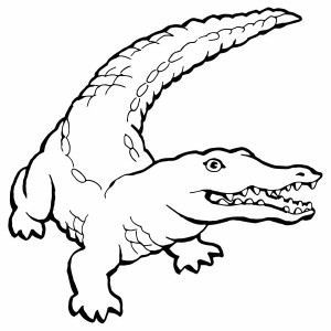 Baby Crocodile Drawing at GetDrawings | Free download