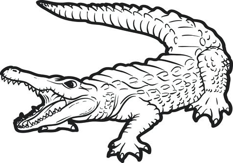 Baby Crocodile Drawing at GetDrawings | Free download