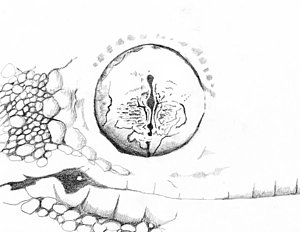 300x232 Baby Crocodile Eye Drawing By Craig Shipman