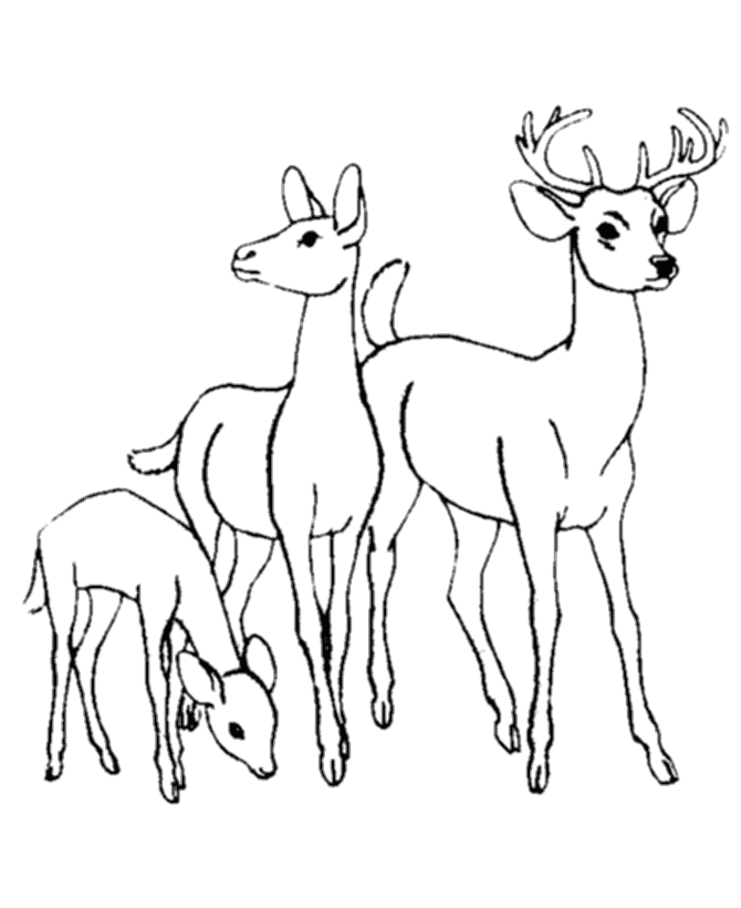 670x820 Baby Deer Coloring Pages 38 Free Printable Coloring Pages