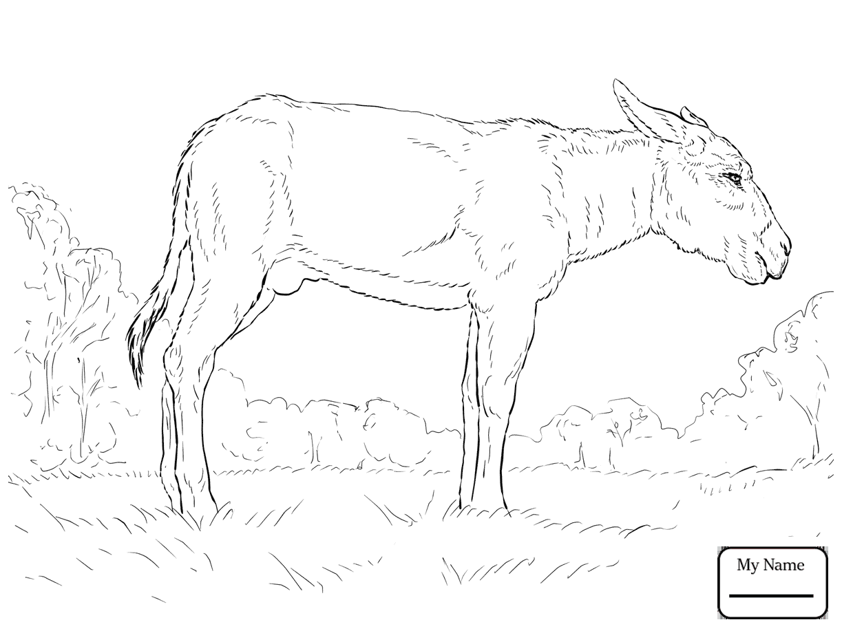 1223x917 Mammals Donkeys Donkey With Baby Donkeys Coloring Pages
