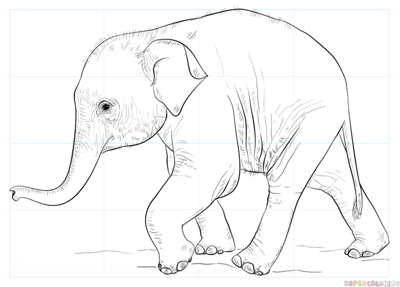802x575 Baby Elephant Drawings