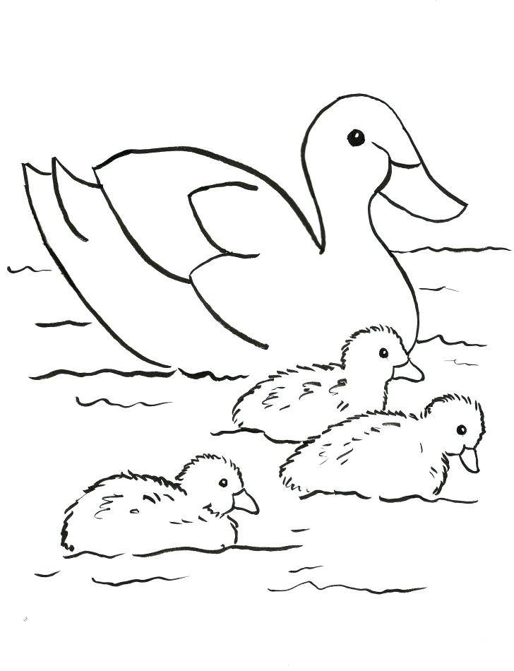 728x950 Baby Duck Coloring Page Baby Duck Coloring Pages Cute Baby Duck