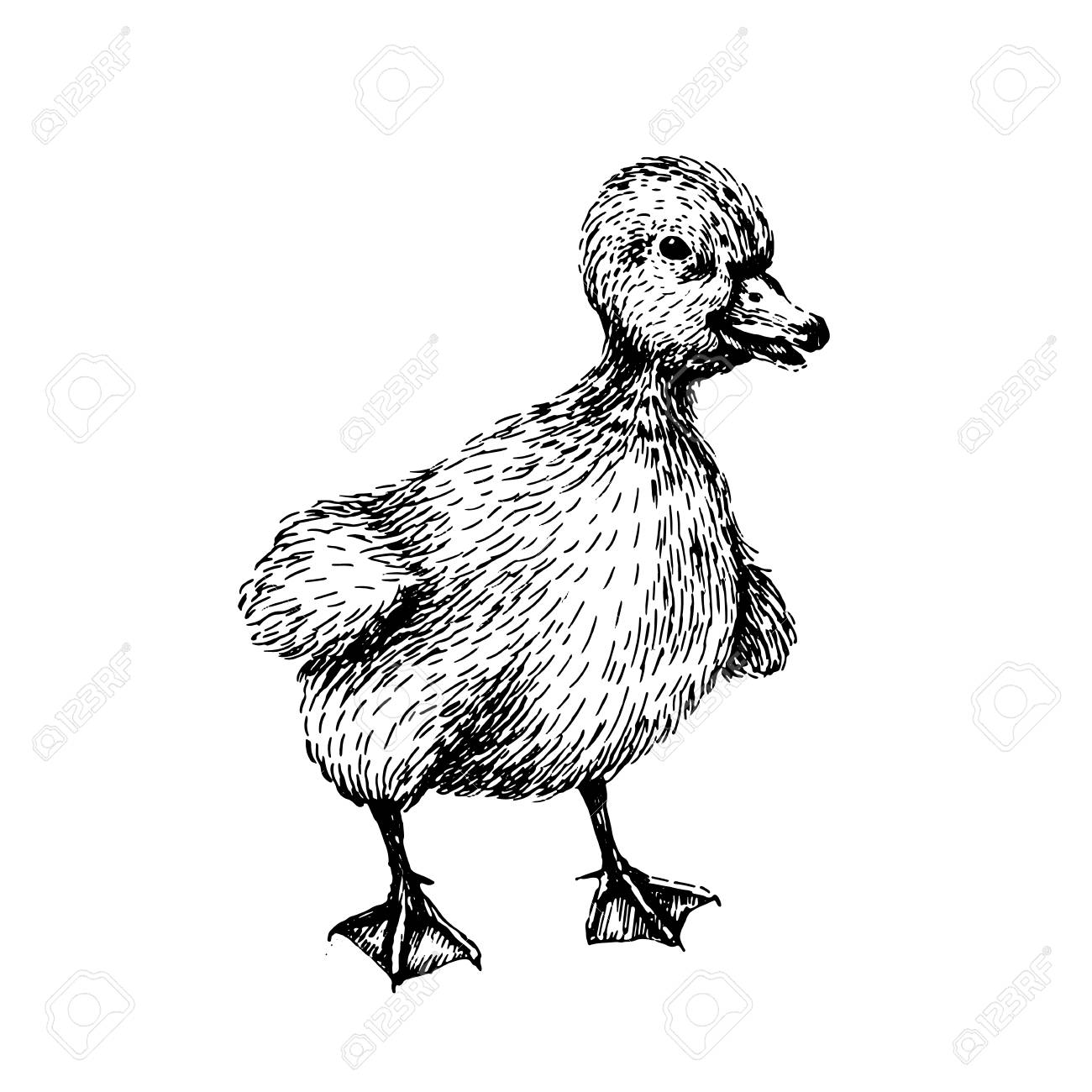 1300x1300 Baby Farm Animal. Domestic. Little Cute Baby Duck. Vintage Style