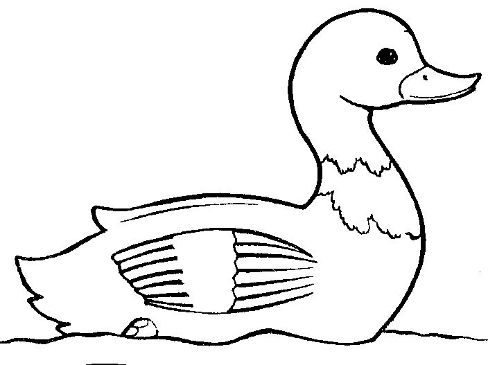 704x527 Baby Duck Clipart Black And White