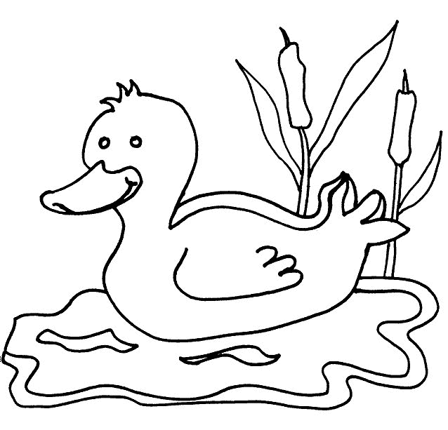 638x613 Coloring Pages Of Ducks For Funny Draw Paint Baby Duck Page