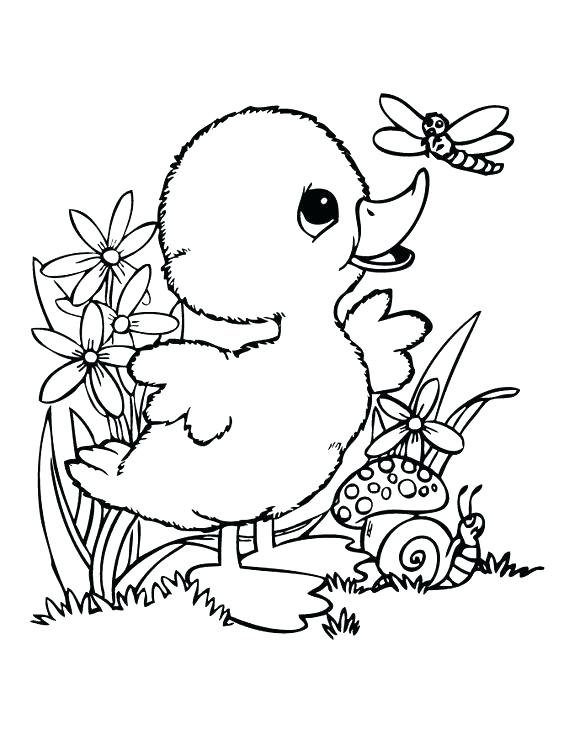 564x729 Ducks Coloring Pages Drawn Duck Colouring Page Free Duck Coloring