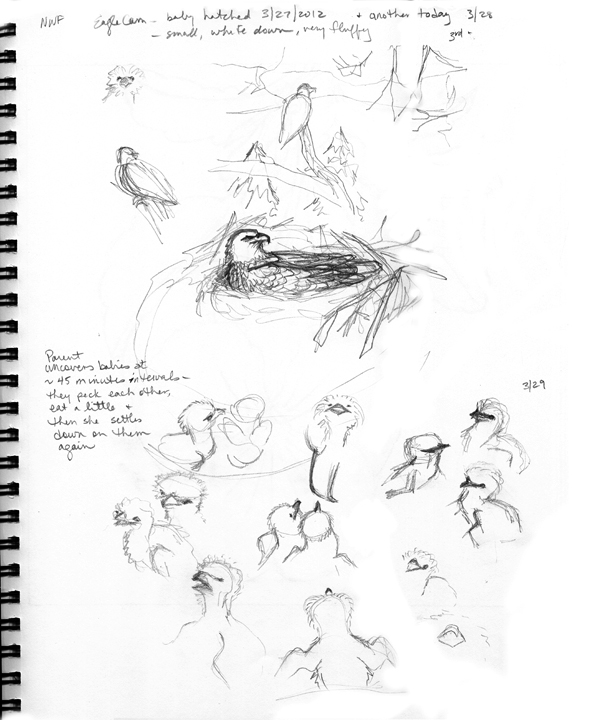 595x720 Eaglet Sketches, How To Draw An Eagle, Baby Eagle Drawing, Animal