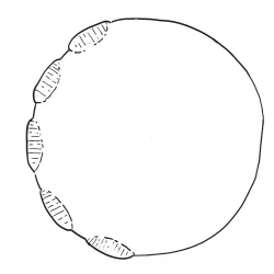 250x250 Elephant Foot Howtosmile