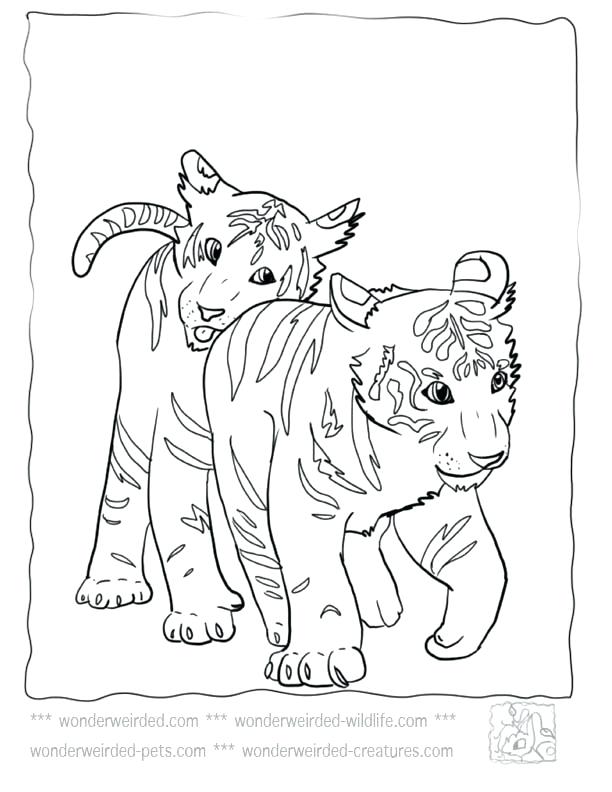 612x792 Baby Tiger Coloring Pages Free Coloring Pages Bobcat Footprint