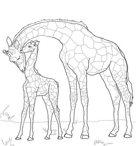 447x480 Baby Giraffe And Mother Coloring Page Free Printable Coloring Pages