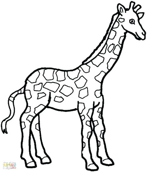 470x551 Giraffe Coloring Pages Printable Giraffe Colouring Pictures