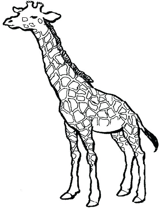 564x720 Baby Giraffe Coloring Pages As Giraffes Coloring Pages Baby