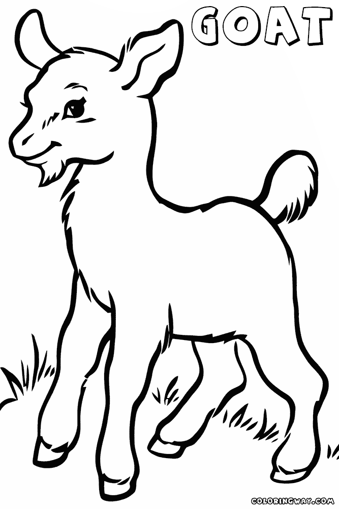 667x1000 Baby Goat Coloring Pages Colouring To Snazzy Page Photo Goat13