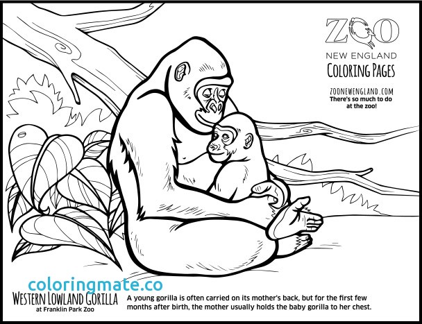 608x467 Gorilla Coloring Page Inspirational Gorilla Mask Craft Google