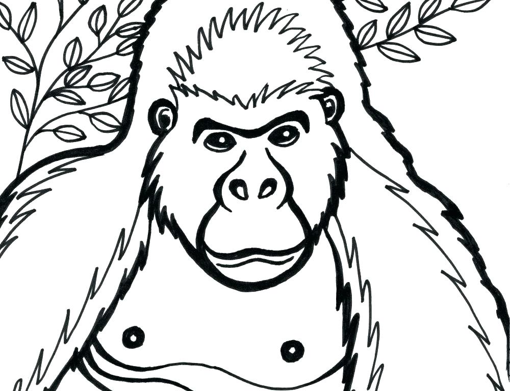 1000x768 Gorilla Coloring Pages Coloring Pages Printable To Sweet Draw Cute