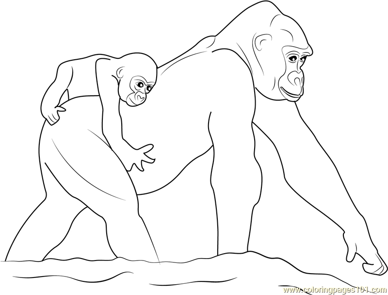 800x607 Baby Gorilla Coloring Page