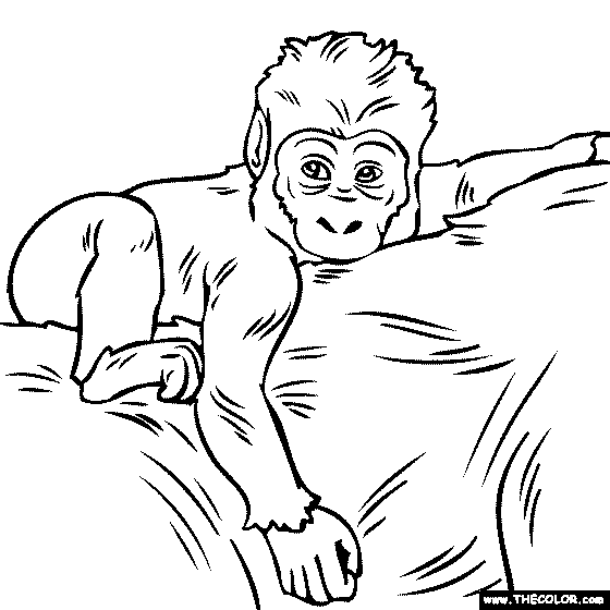 560x560 Baby Gorilla Coloring Pages Coloring Page For Kids