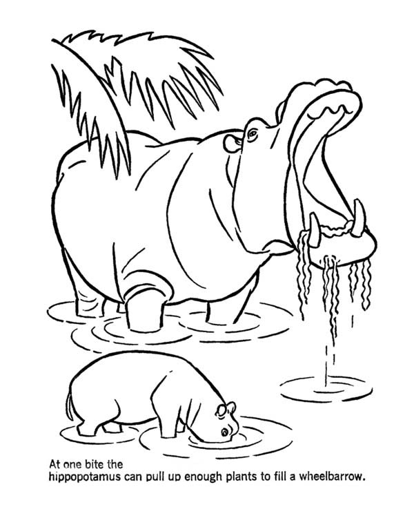 600x734 Mother Hippo And Her Baby In The Lake Coloring Page