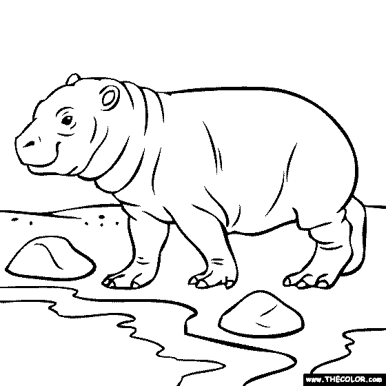 560x560 Baby Hippo Coloring Page