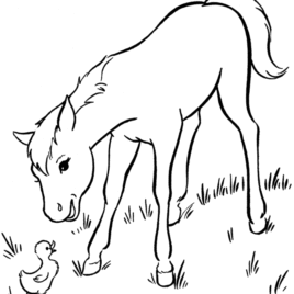 268x268 Coloring Pages Baby Horses Archives