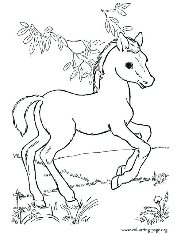 590x760 Baby Horse Coloring Pages Joandco.co