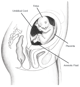 273x296 Pregnancy Weeks 19 22