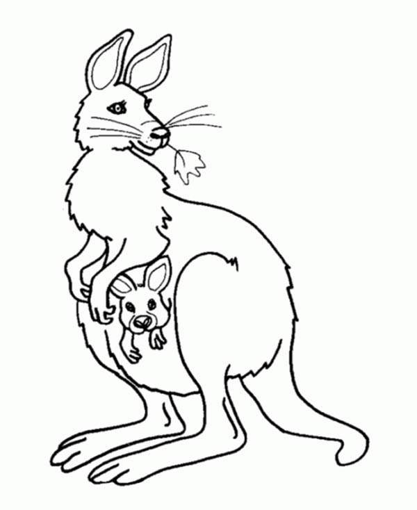 600x734 Kangaroo And Baby Kangaroo In The Pouch Coloring Page