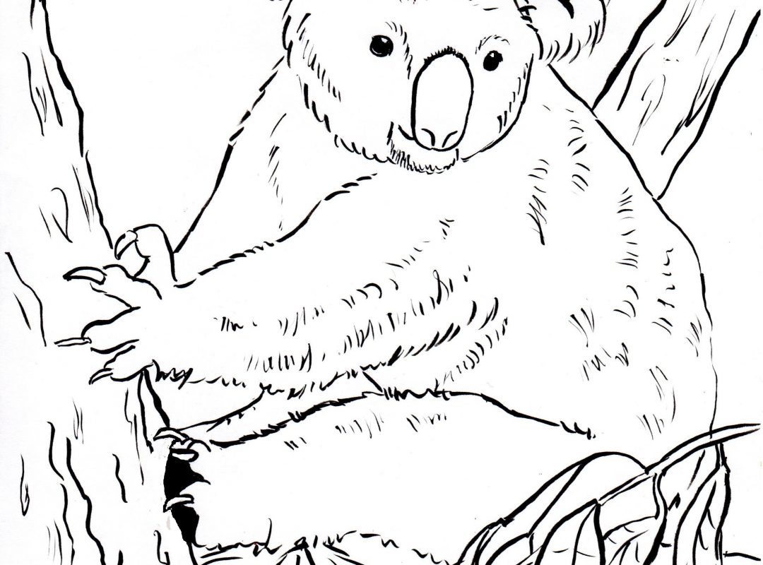 1080x800 Download Free Koalas Coloring Pages Printable Koala Animals