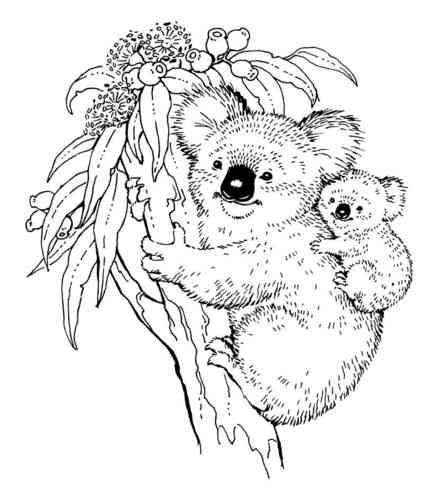 438x500 Koala Amp Baby