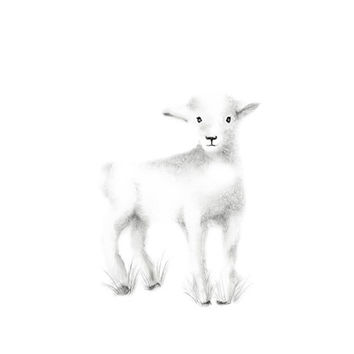 354x354 Drawn Lamb Baby Goat