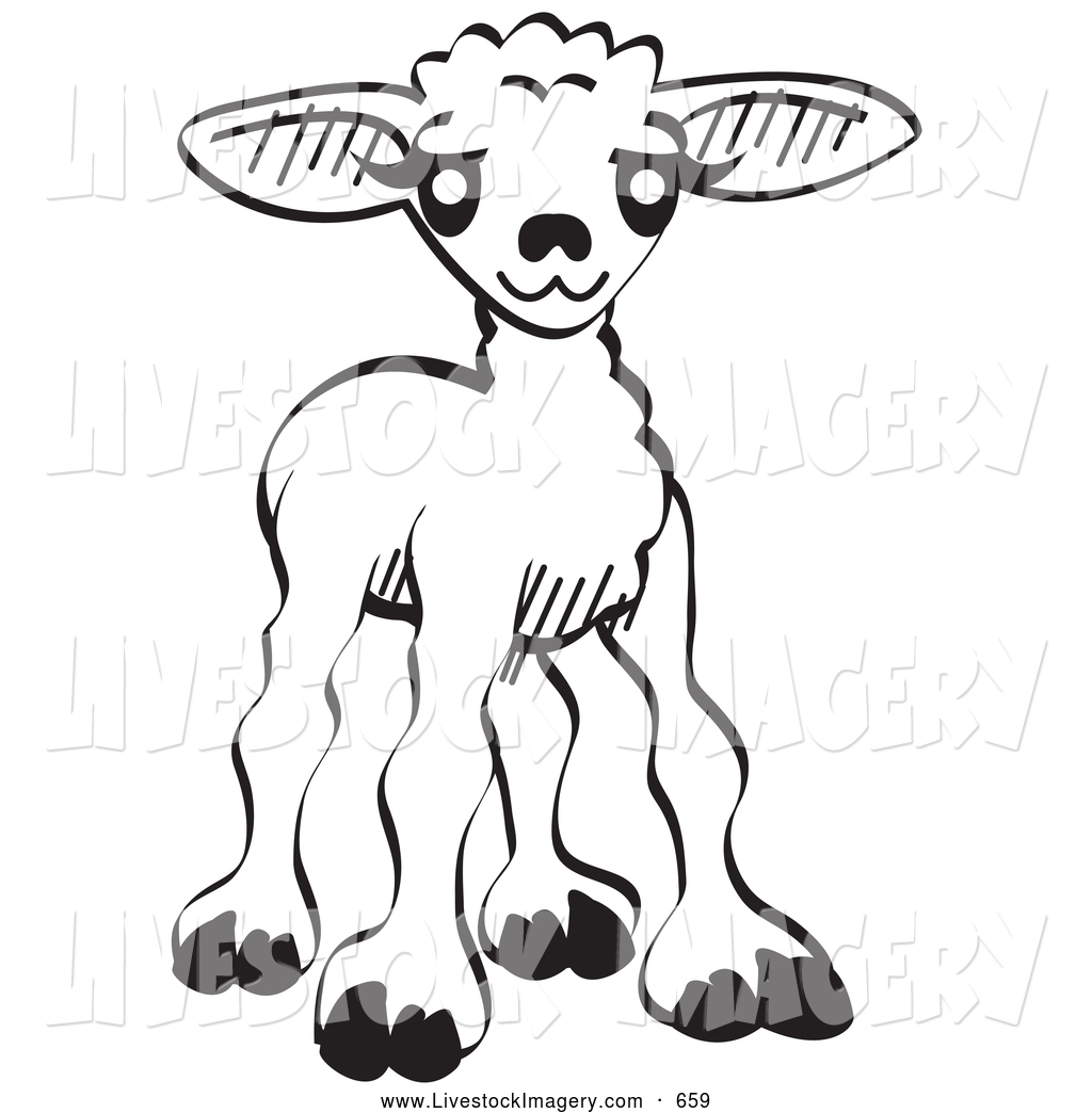 1024x1044 Royalty Free Lamb Stock Livestock Designs