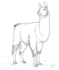 236x279 How To Draw A Llama 6 Steps