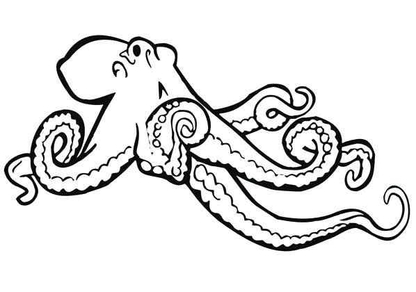 598x420 This Is Octopus Coloring Page Images Giant Octopus Coloring Page