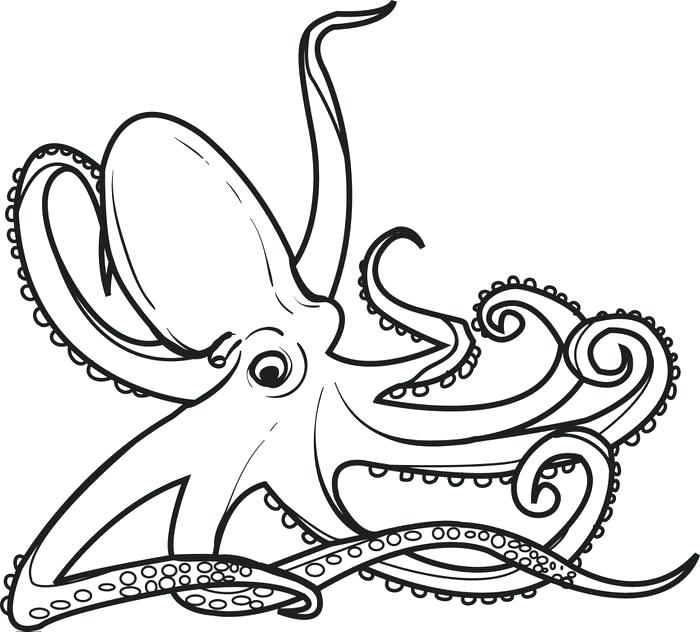 700x632 Octopus Coloring Page Best Coloring Pages