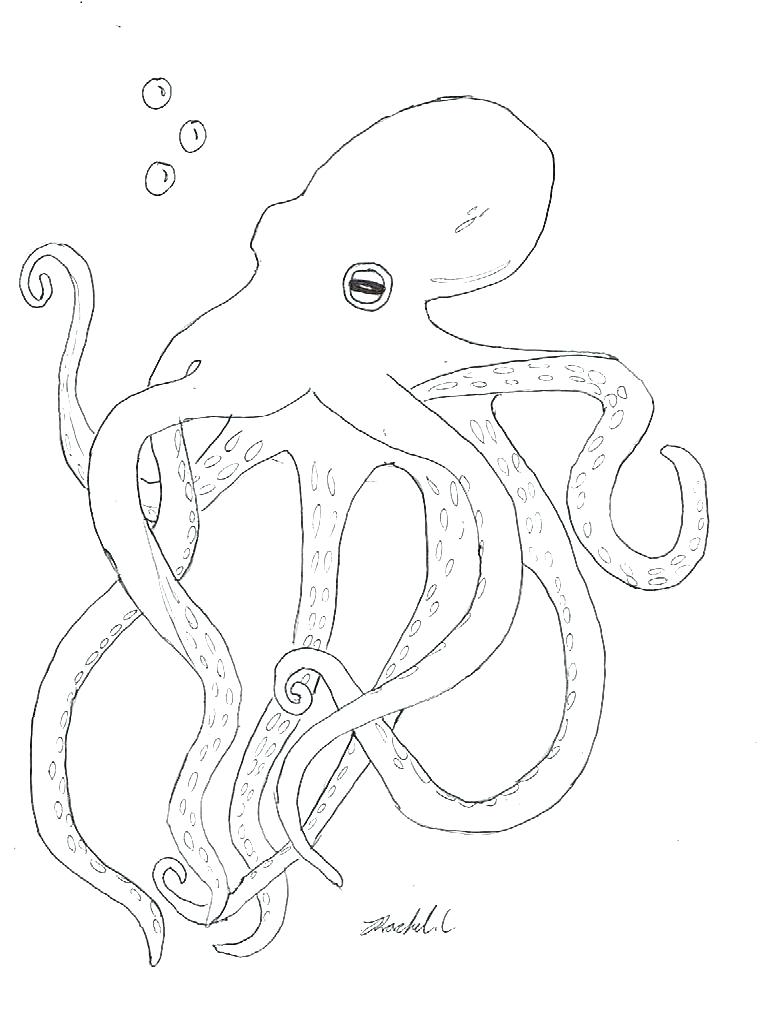 761x1021 Octopus Coloring Genesisar.co