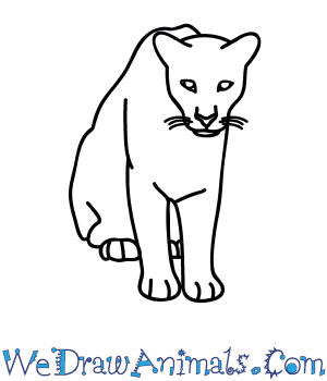 300x350 How To Draw A Florida Panther
