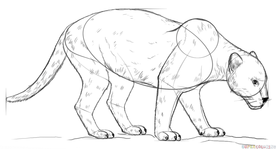 900x486 How To Draw A Black Panther Step By Step Drawing Tutorials