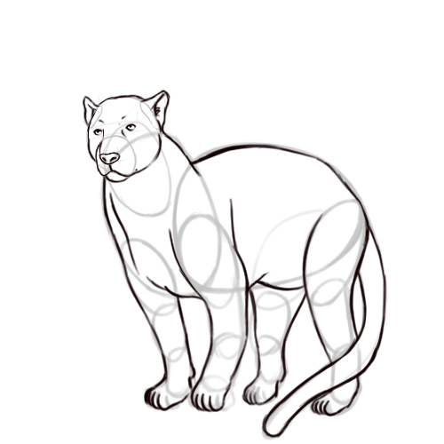 500x500 Pencil Sketches And Drawings How To Draw A Black Panther