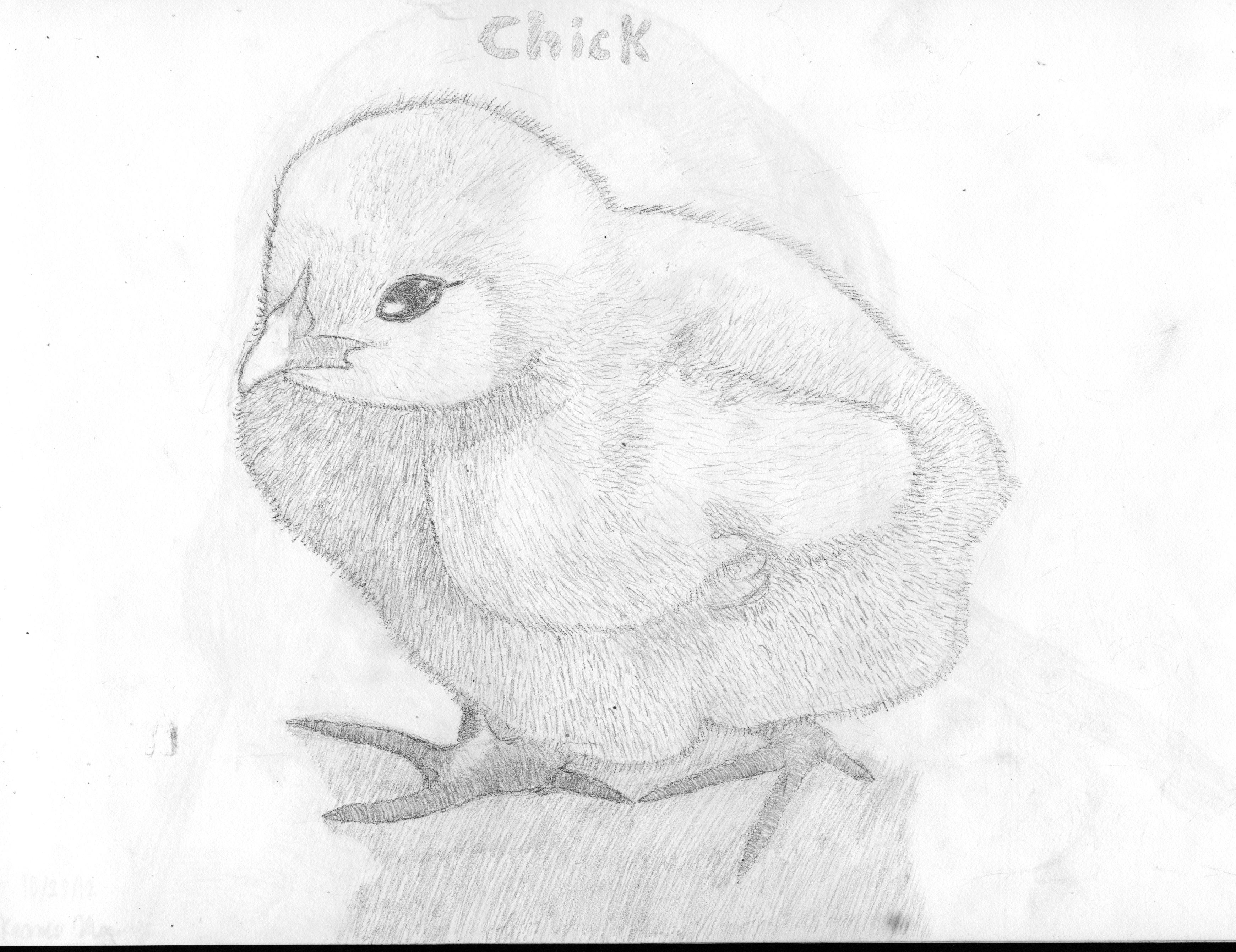 3481x2683 Baby Chick Drawing Weasyl